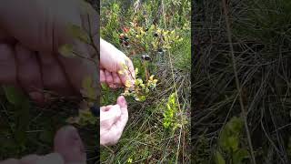 Foraging For Mountain Bilberry