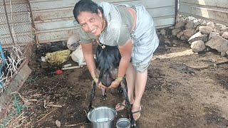 Amazing back side goat milking by hands 😍