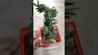 छोटे से पॉट में उगाए ये खूबसूरत प्लांट | pedilanthus plant | devil's back bone | pedilanthus #shorts