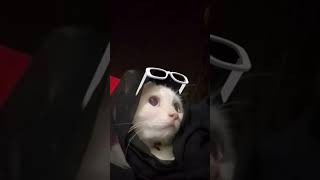 naughty casper ✨️🫧💗#shortsofyt #catlover #cutecat #cute #viralvideo #trending