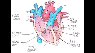 Sheep Heart Dissection