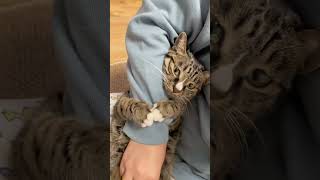 Cats Won't Let Go of Owner's Hand!