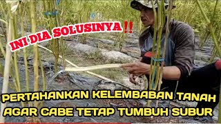 PART 27: SOLUSI MENGATASI KEKERINGAN LAHAN CABE  SAAT MUSIM KEMARAU