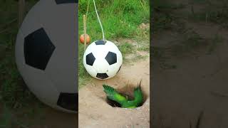 Amazing Unique Bird Trap Using Ball / Unique Technique Parrot Trap