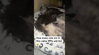 Can you solve this cat riddle #funny #meme #memes #shorts #trending #viralshorts