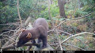 A pine marten called Spot?