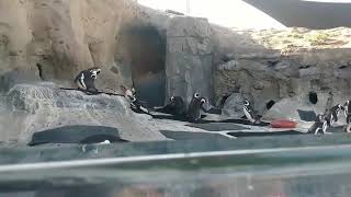 Penguins @ aquarium of the Pacific