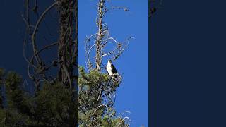 Osprey calling