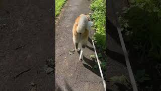 He walks like a gorilla #americanakita #americanakitapuppies #puppy #walk #walking #strong