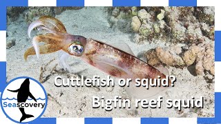 Meet Bigfin reef squid (Sepioteuthis lessoniana)