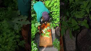 Harvest like this is the reason why we can't stop gardening