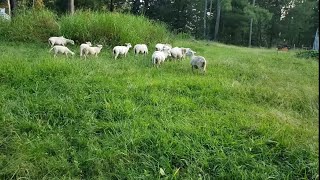 Rotational Grazing our Sheep and Goats Together to Clear Brush