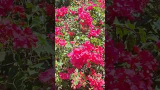 Polynesian Flower #flowers  #viralvideo  #shorts