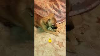 Той Алиса 🐶/ Funny pets/ #собачки #shorts