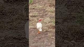 Frango polaco Madagascar branco #criatorioalves #chicken #animals #criarepreservar