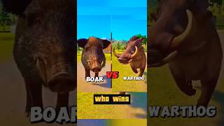 Warthog vs Wild Boar: Unbelievable Animal Showdown! | Facts & Survival Strategies Revealed!