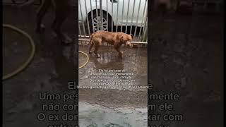 Pit Monster Antes e depois Resgate Pega e não cuida pra que pega !!!