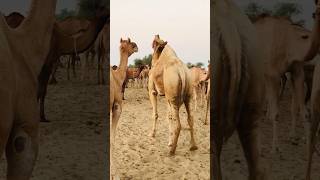 Camel daily routine visit  farm #shorts #shortvideo  #youtubeshorts