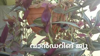 Best plant for hanging basket-Wandering Jew plant care | വാൻഡറിങ് ജ്യു  ചെടിയുടെ പരിപാലനം