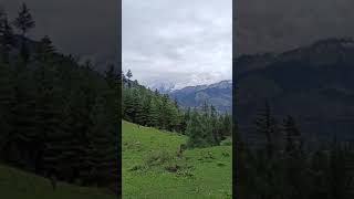 Old manali forest view.