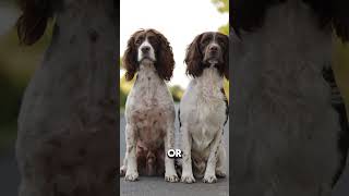 English Springer Spaniel Breed are Medium Dog #animals #pets #puppy #babyanimals