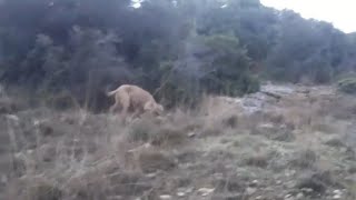 Κυνήγι Λαγού στην Ροδόπη  Hare hunting in Greece (Rodopi)