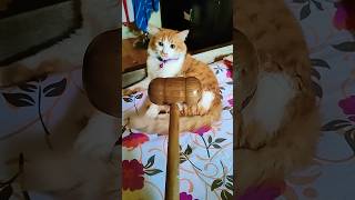 Cat With Hammer Funny Reaction 😂🤣 #cute #oreo #cat #catlover #shorts