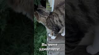 Удивлённый Кот! Surprised Cat! #cute #farm animals