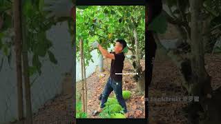 Fruits that are passed on directly after being picked, tropical fruits, agriculture, rural areas an