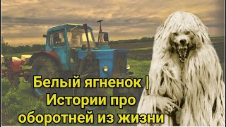 Белый ягненок | Истории про оборотней из жизни