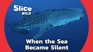 How the Lockdown Changed the Behaviour of Marine Mammals | SLICE WILD