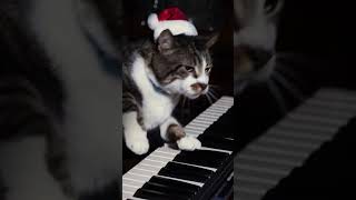 Cat Playing Piano 😂 #funny #shorts #short