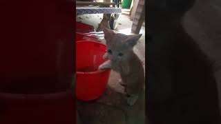 THIRSTY KITTEN // STRAY CAT #straycat #shorts