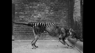 Rare Photos of Species Lost to Time