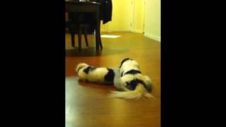 Nano digging under the dog bed