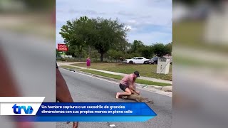 Un hombre captura a un cocodrilo de grandes dimensiones con sus propias manos en plena calle