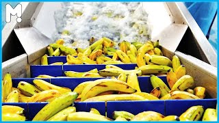 Amazing Dried Fruits Processing - Banana, Papaya, Mango, Pineapple and Apricot Factory Processing