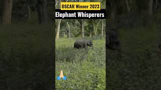 #shorts #reels #oscar2023 #elephant #viral