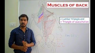 Anatomy of Muscles of back - lumbar triangle and triangle of auscultation - simplified for medicos