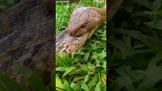 বিশাল কিং কোবরা সাপ না খেয়ে কত দিন বাঁচতে পারে? King Cobra Eating #snake #snakevideo #kingkobra