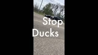 Ducks walking across the road are almost run over by cars. Please stop