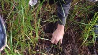 Metal detecting for old coins on a WW2 army base