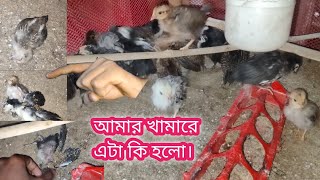 দেশি মুরগির বাচ্চা পালন পদ্ধতি।গরমে মুরগির বাচ্চা কেন মারা যায়।#poultry #poultryfarm #pets