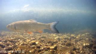 Fischfauna Feldkirchener Au 2018 0811 145940 008