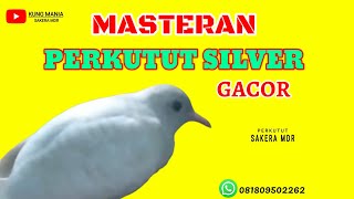 masteran perkutut silver gacor