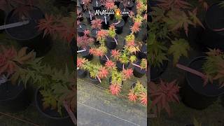 ‘Red Panda’ vs ‘Kryptonite’ who wins? Check out 👉🏼 MrMaple.com for Japanese Maples for your garden