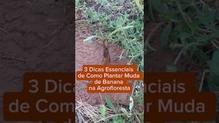 3 Dicas Essenciais de Como Plantar Muda de #banana na #agrofloresta