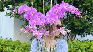 Orchid arrangement "Brianna" 🌸 | Viva Orchids of Boca Raton