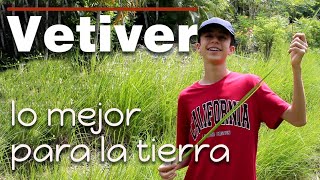 Pasto vetiver, lo mejor para la tierra, agua, taludes