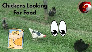 Chickens Are Better at Finding Food Than You #raisingchickens #freerange  @Chickenchaos